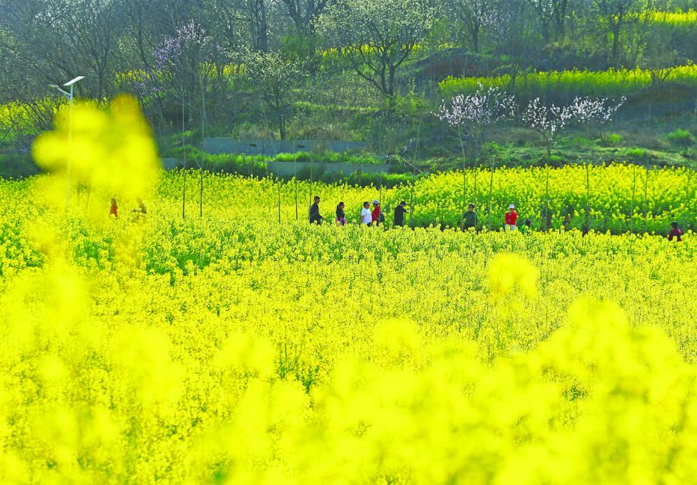 花开美如画 春日好风景